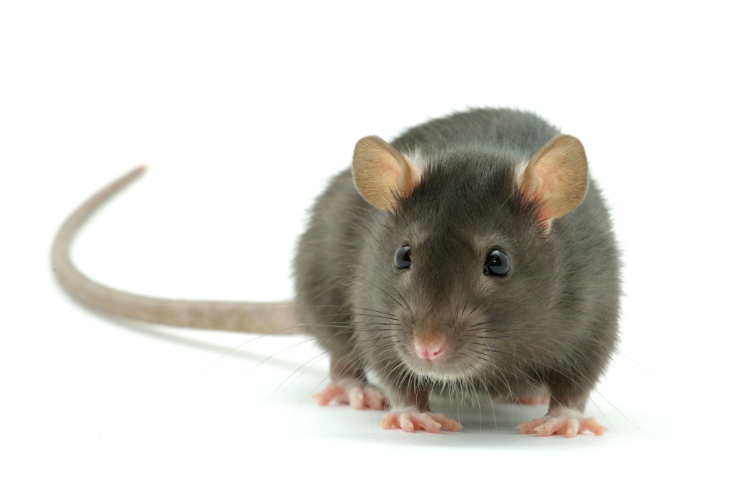 A stock image of a mouse.